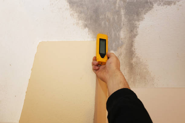Best Post-Construction Mold Inspection  in Newport, VT