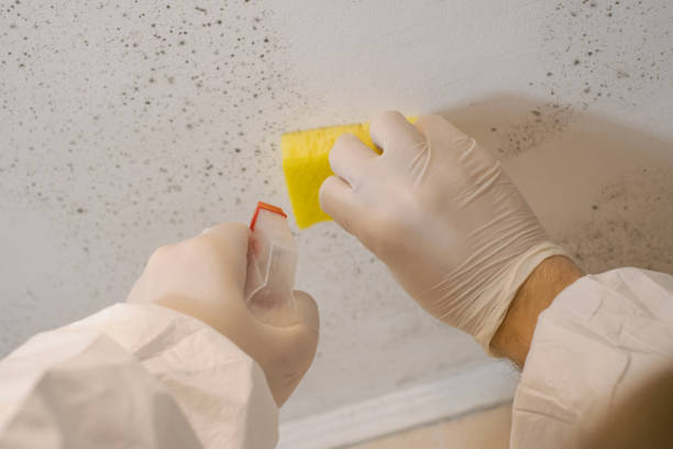 Mold Documentation for Insurance Claims in Newport, VT