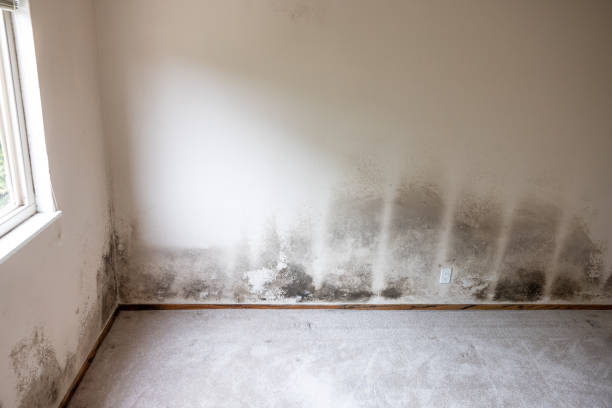 Best Mold-Related Health Consultation  in Newport, VT